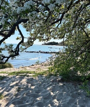 Ein Strand mit weißen Blüten, klarem blauen Wasser und einem sandigen Ufer.