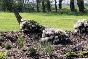 A garden with flowering shrubs and a grassy field in the background. - Holiday home Lüttes Paradies (Geestland)