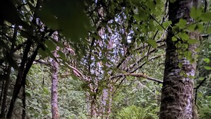A dense forest with ferns and a variety of trees. - That ’70s Tent • Flower Power • Mt. Rainier & Salish Sea Views (Vashon)