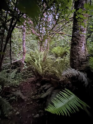 Une forêt dense, parsemée de fougères et abritant une grande variété d’arbres.