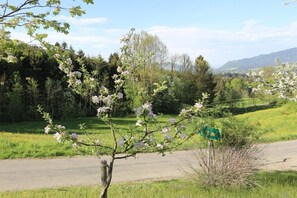 Eine Straße mit einem grünen Wegweiser, umgeben von blühenden Bäumen und einer Wiese.