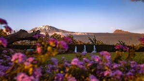 A mountain landscape with a clear sky, a fallen tree, and a hedge with pink flowers. - Kilimanjaro Luxury Camp (Moshi)