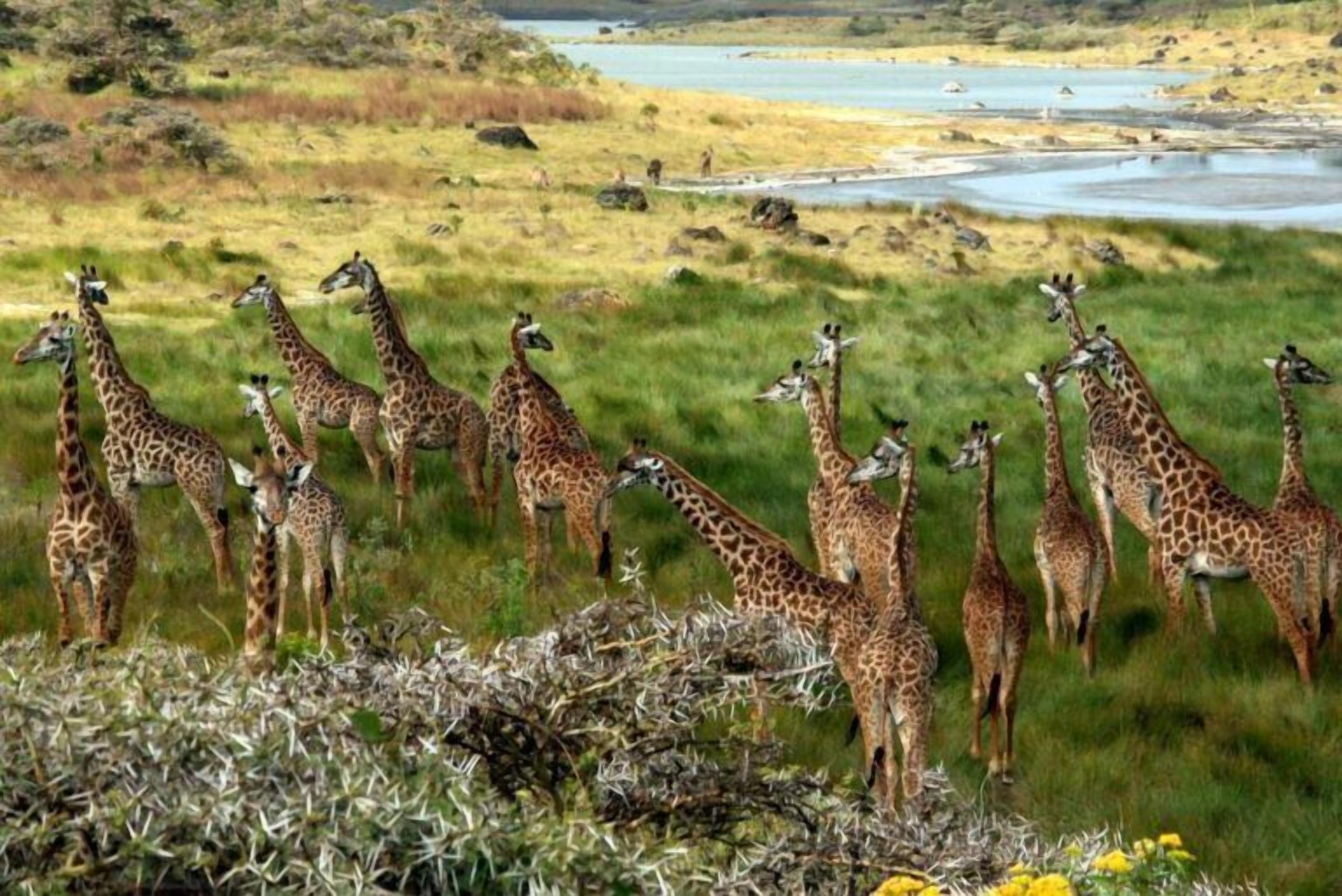 A group of giraffes in a natural setting with a water body in the background.