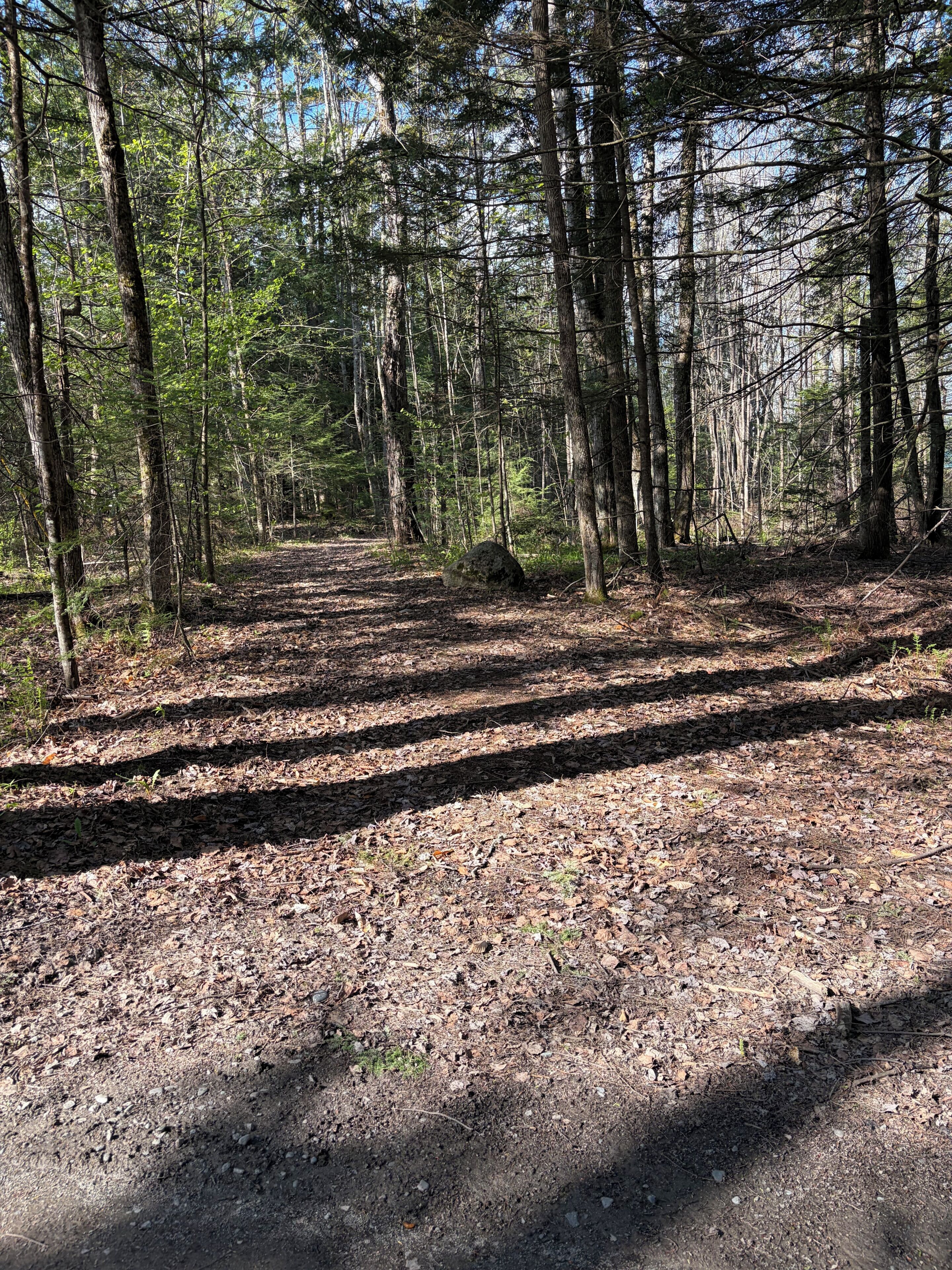 Ein bewaldetes Gebiet mit einem Feldweg.