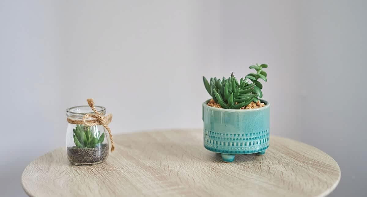 Dos plantas en macetas sobre una mesa redonda de madera frente a un fondo liso.