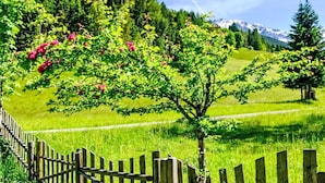 Et landligt landskab med et træstakhegn, grøn græs og et træ med lyserøde blomster.