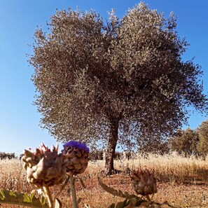 Miscellaneous - RIOMORO FARM (Abruzzo)