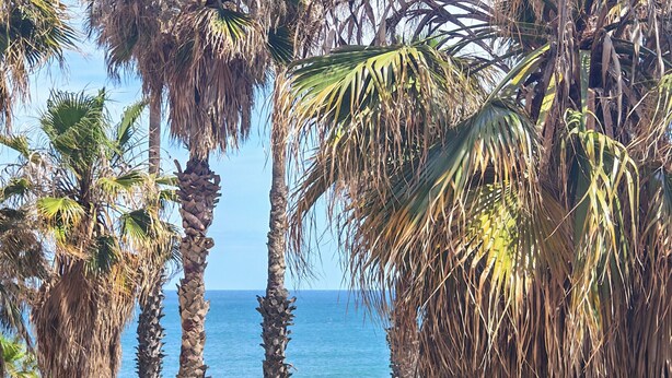 Una playa con palmeras y una vista despejada del océano.