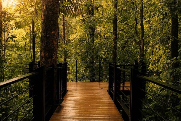A wooden bridge in a forest.