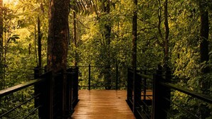 A wooden bridge in a forest. - Villa Tucán - Nuakú Jungle (San Carlos)
