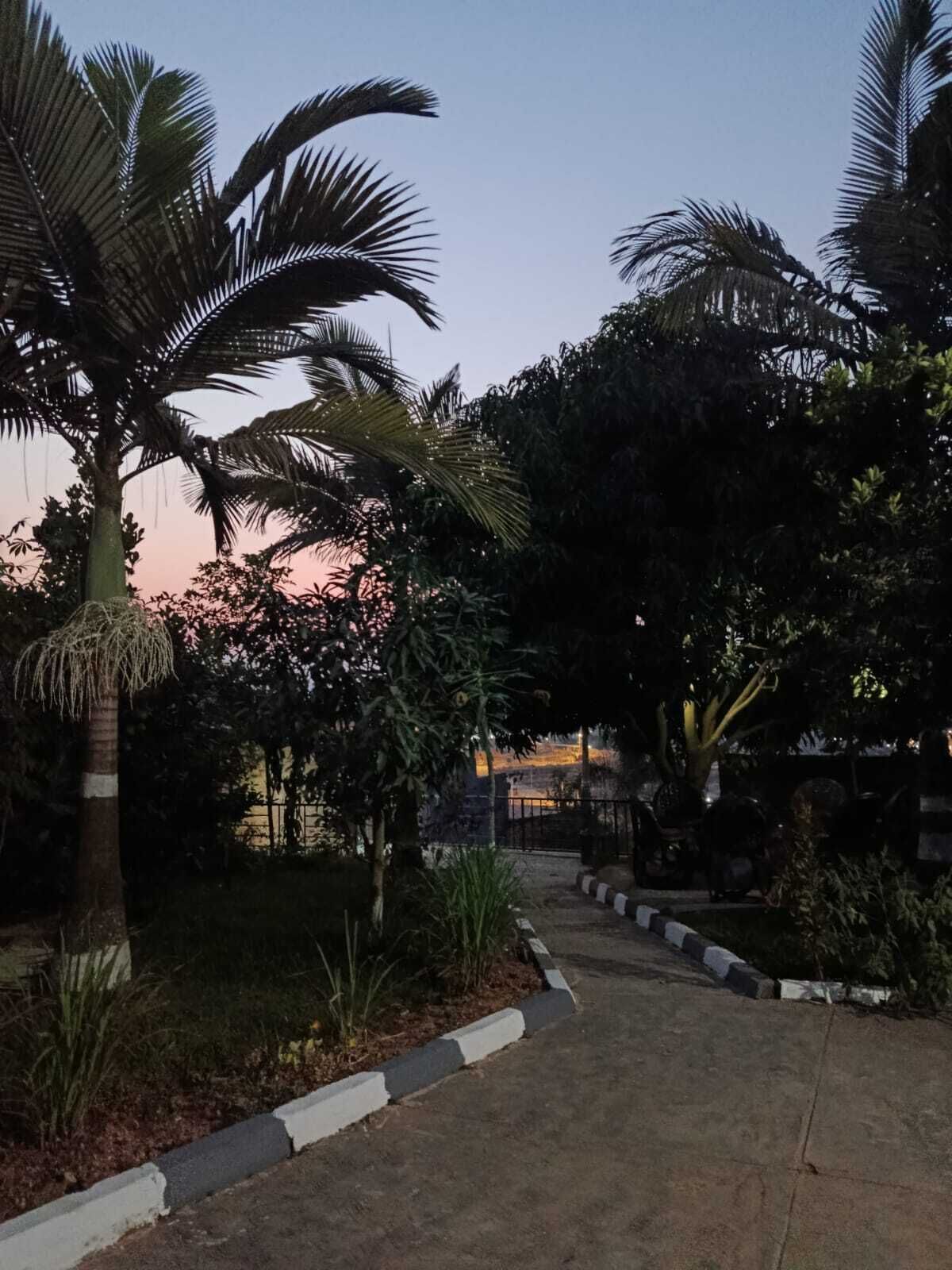 A pathway flanked by palm trees and dense foliage, leading to a building with a gated entrance.