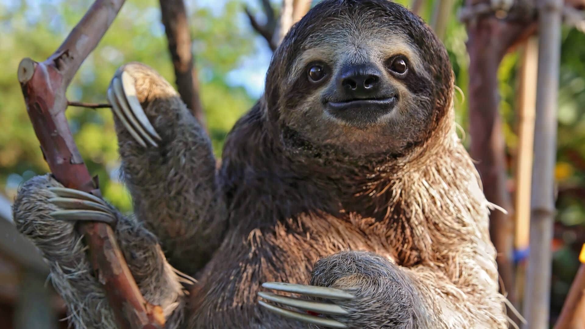 A sloth hanging from a branch.