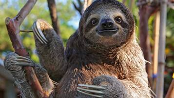 A sloth hanging from a branch.