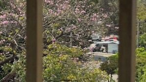A view of a building with a cross on top, surrounded by blooming pink trees and greenery. - Scorpio apartment, a good family rest (Tuxtla Gutiérrez)