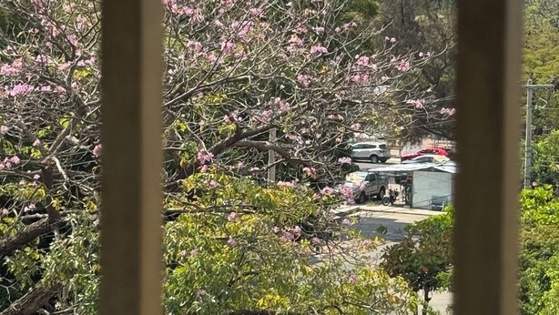 A view through a window with a tree in bloom, a building, and a distant cross on a hill.