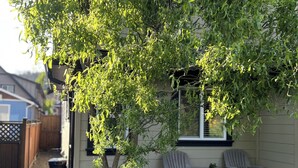 Un arbre aux feuilles vertes devant une maison, deux chaises et une petite table.
