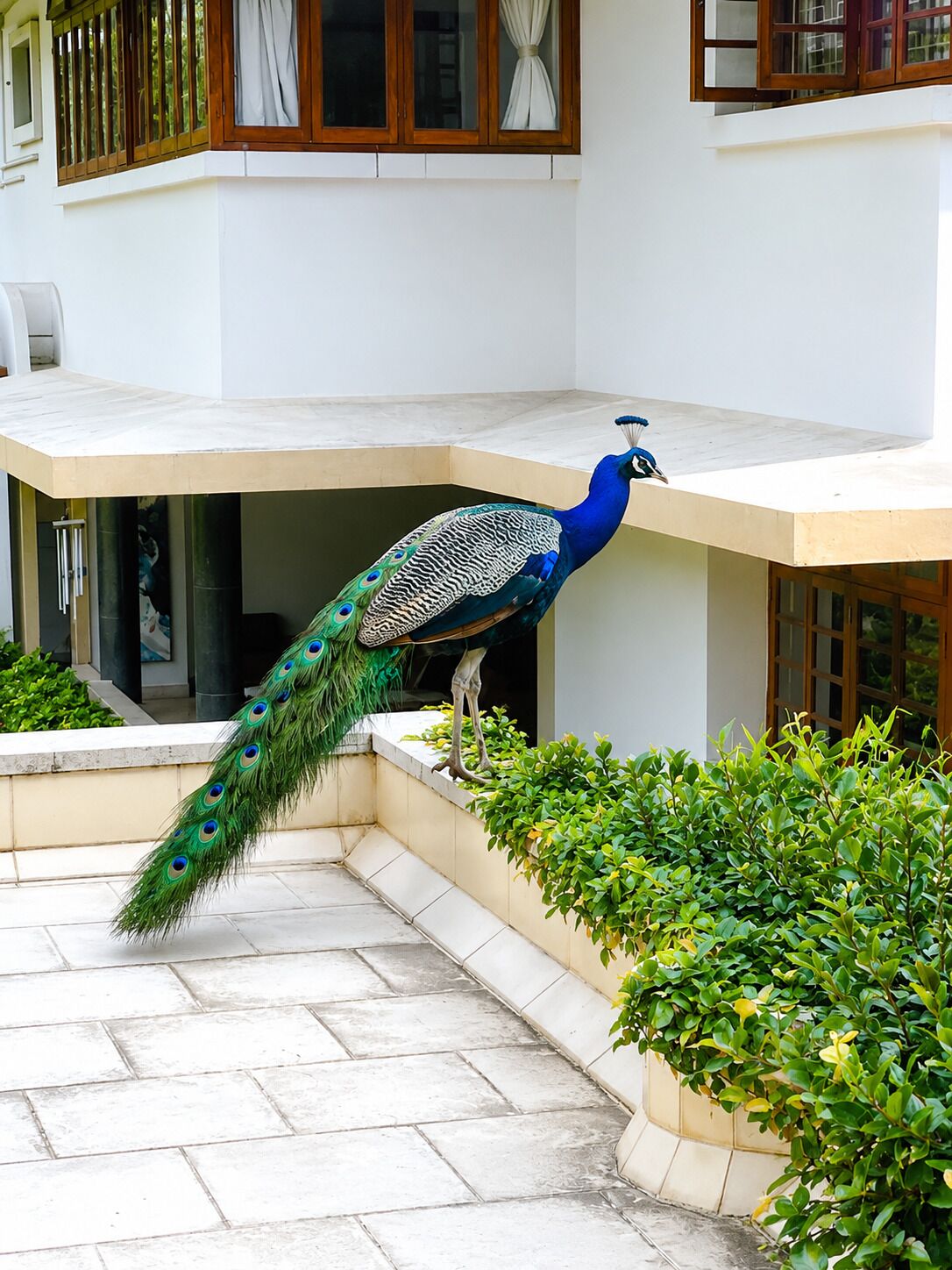 Luxury Studio, Balcony, Garden View | Terrace/patio