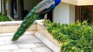 Luxury Studio, Balcony, Garden View | Terrace/patio - Trance Sunderban Resort (Pune)