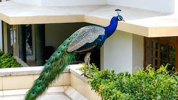 Estúdio superluxo, sacada, vista para o jardim | Terraço/pátio