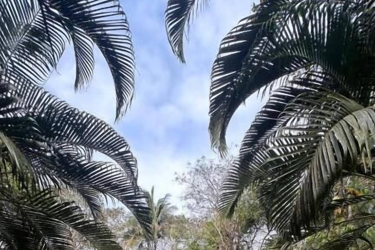 A pool with red borders, surrounded by palm trees and greenery.