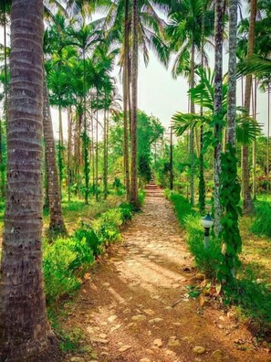 Miscellaneous - Natures Nest Goa (Molem)