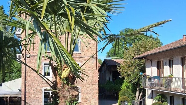 A residential street with a brick house, a palm tree, and a paved path. - B&B La Palma - Free Private Parking (Cuasso al Piano)