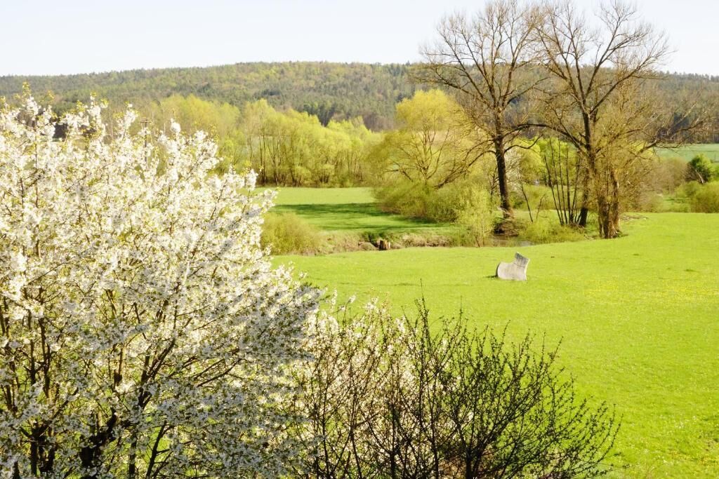A green field with a white sheep, trees, and a hill in the background.