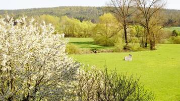 A green field with a white sheep, trees, and a hill in the background.