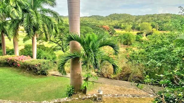 Un exuberante jardín con palmeras, un sendero de piedra y una pequeña fuente de agua.