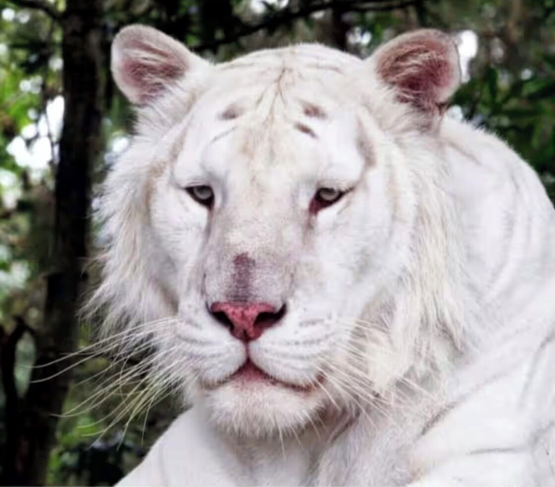 A white tiger in a natural setting.