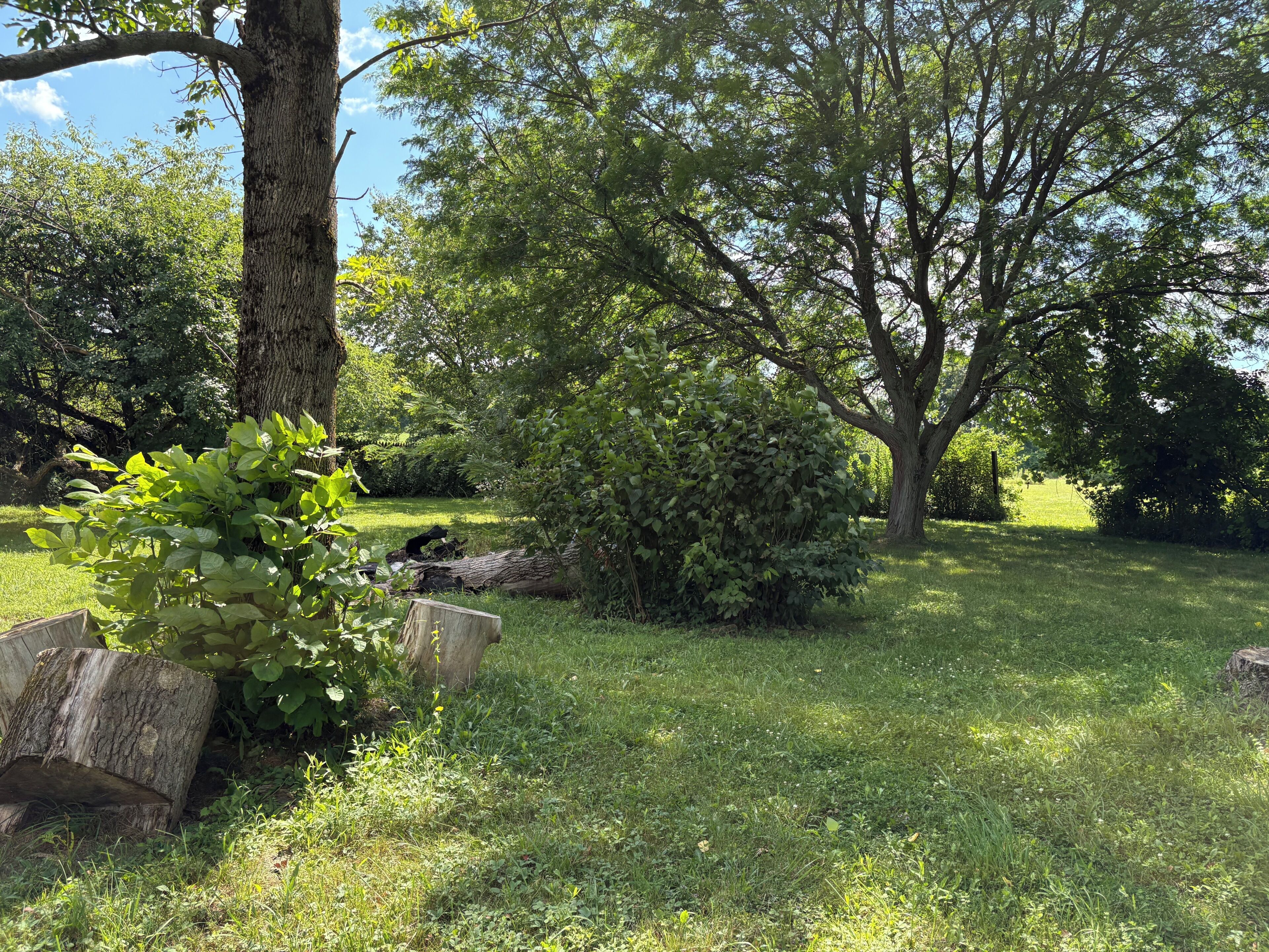 A grassy outdoor area with trees and a wooden structure.