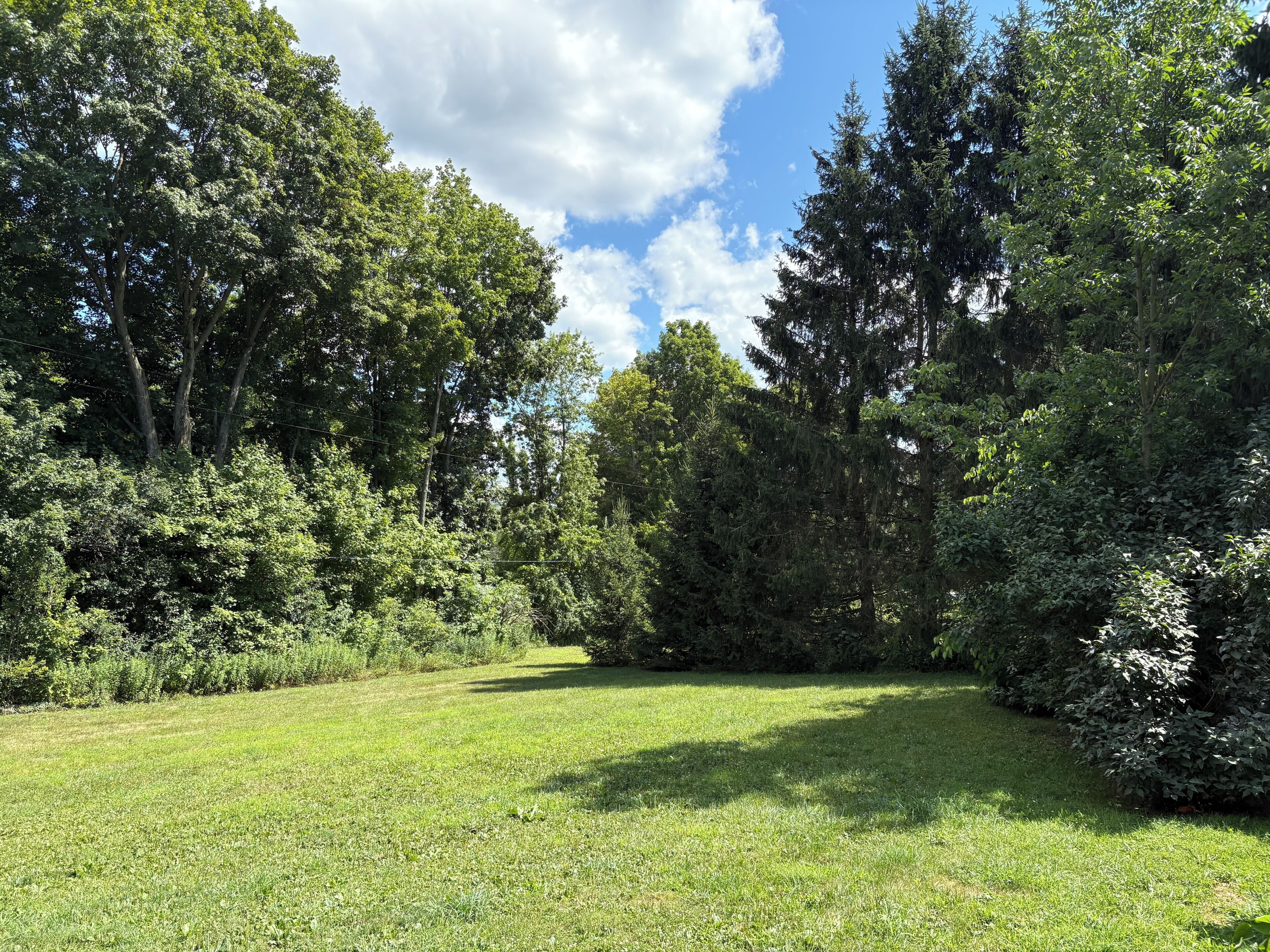 A grassy area with trees and a clear sky.