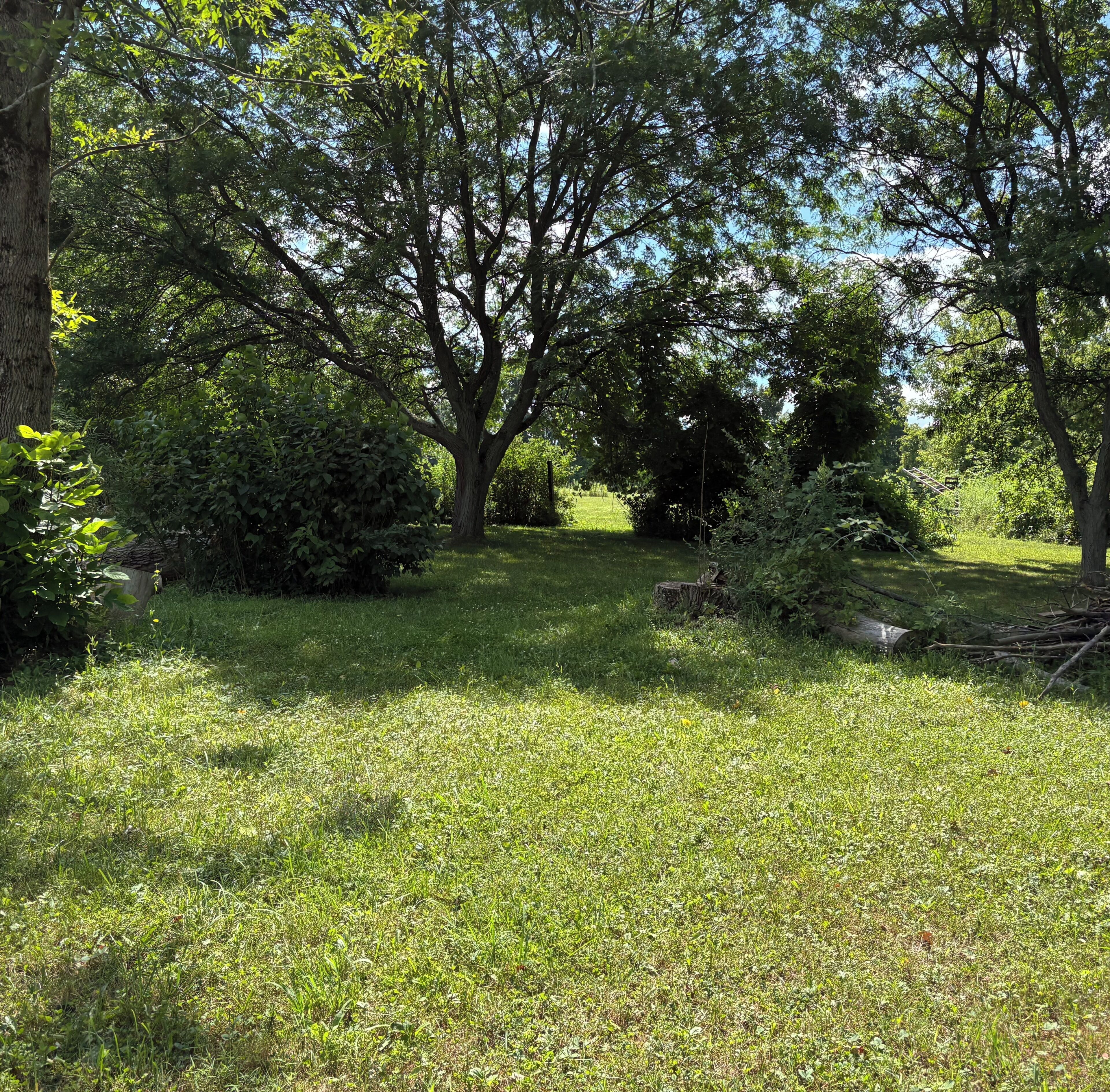 A natural outdoor area with trees and grass.