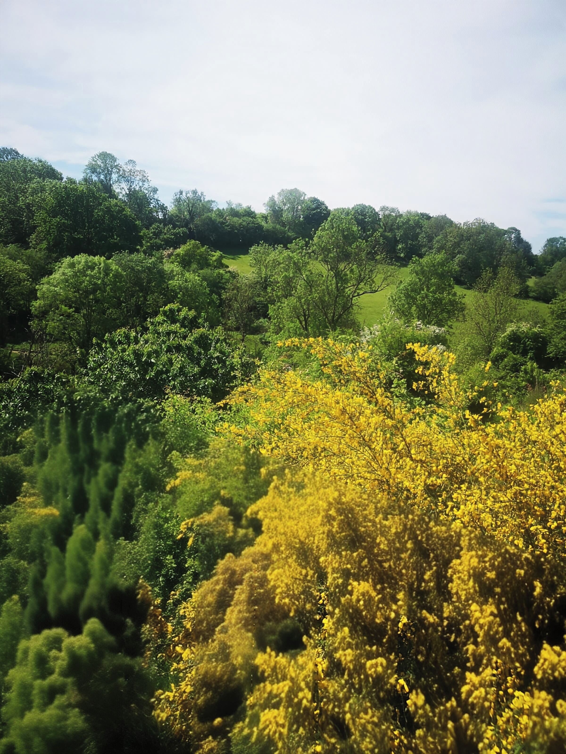 A landscape with dense greenery and yellow flowering plants.