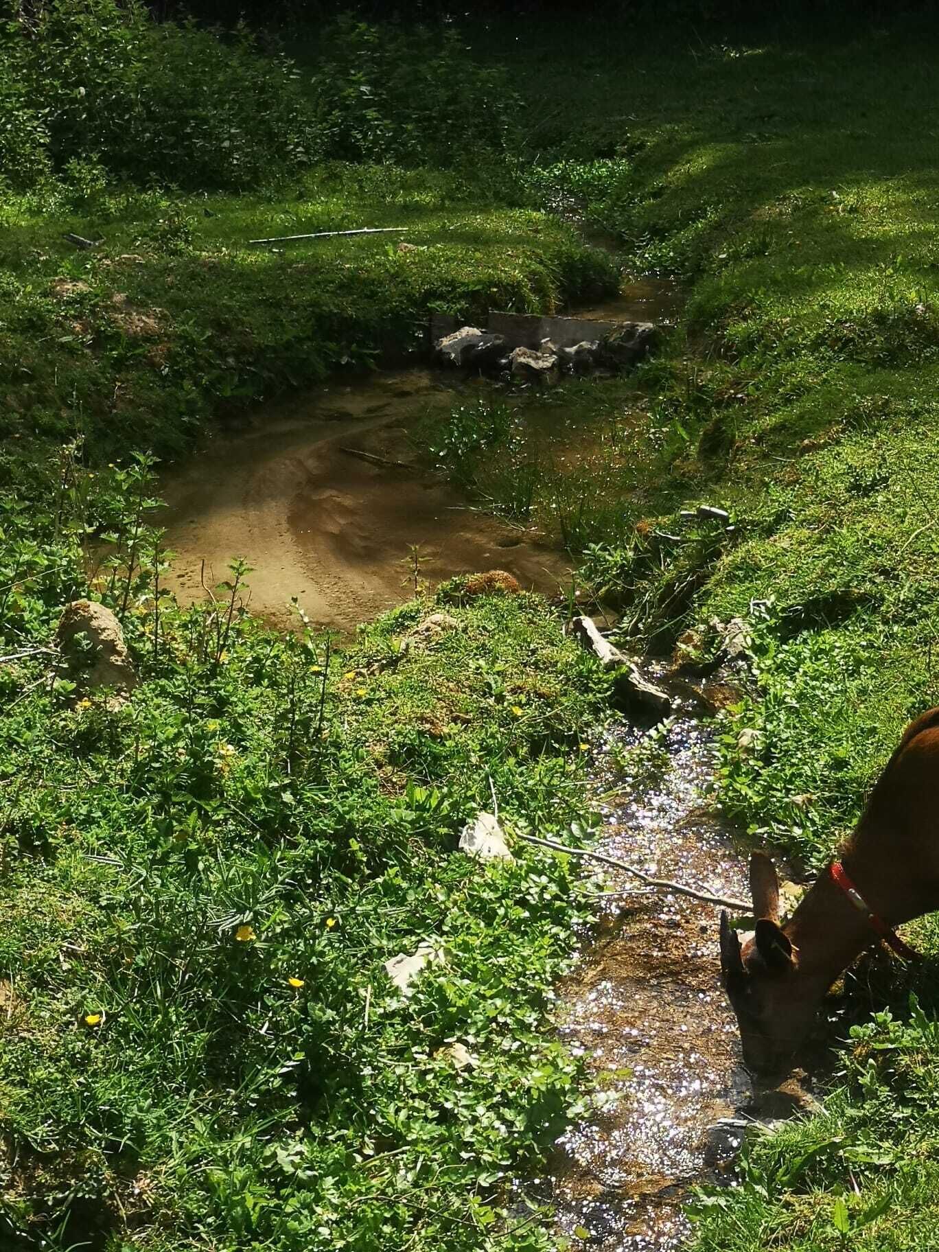 Eine natürliche Landschaft mit Bach, viel Grün und einem Hund.