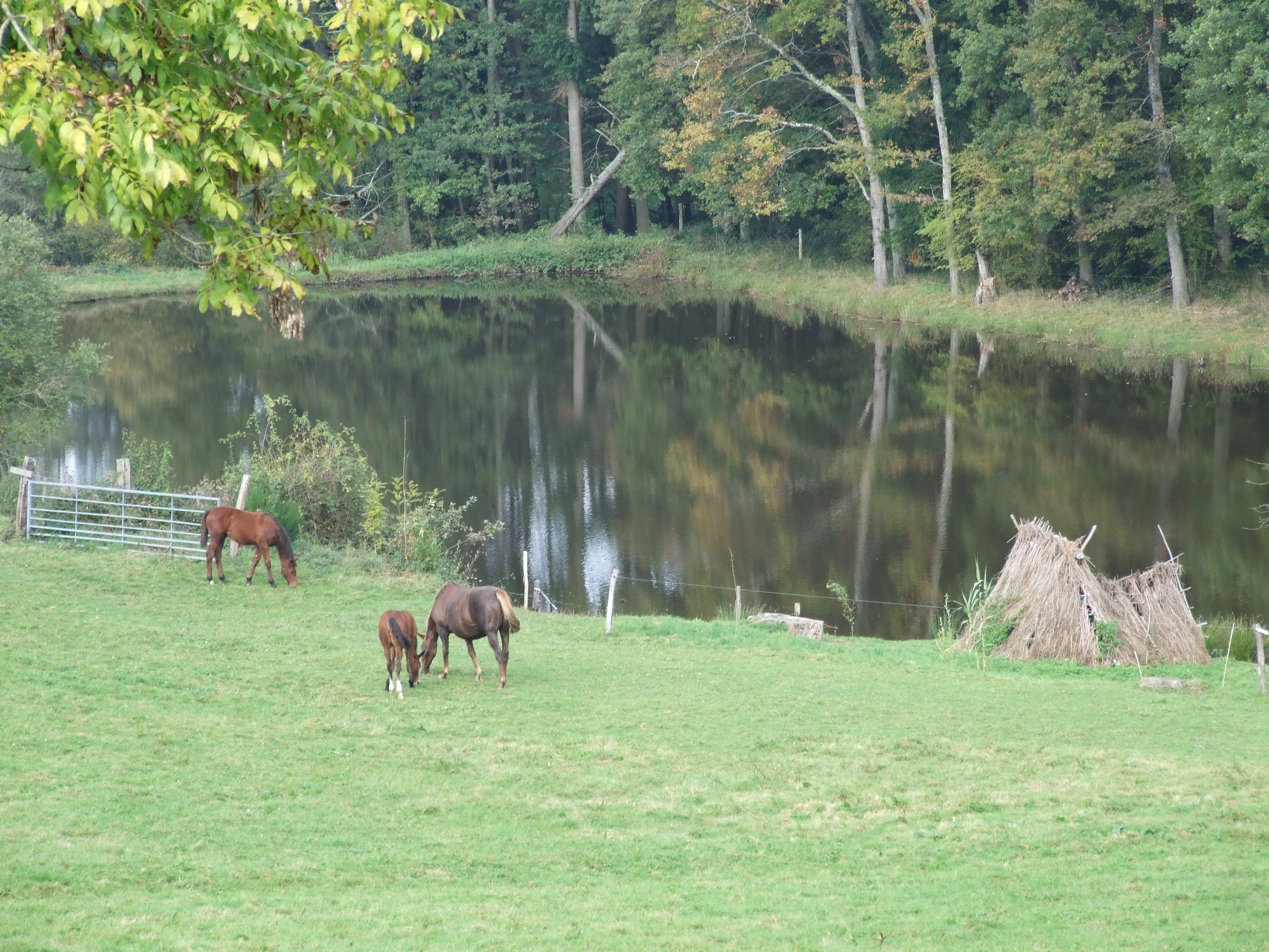 Un entorno tranquilo al aire libre con un estanque, caballos pastando y una construcción rústica.