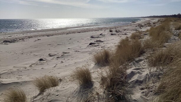 A beach with sand and sparse vegetation. - 6 Person Holiday Home in Vaeggerlose (Vaeggerlose)