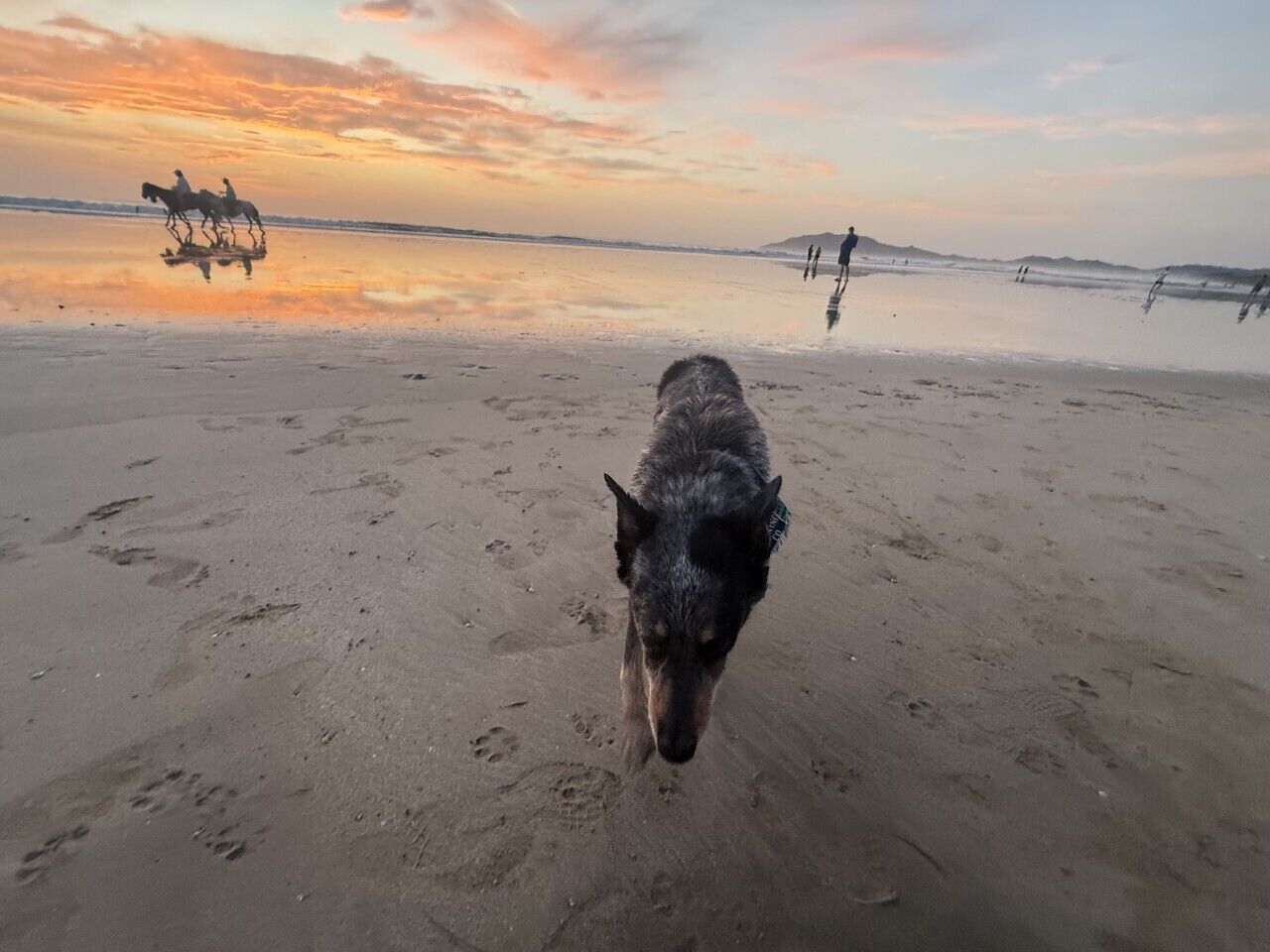 En strand med en hund i förgrunden och människor i bakgrunden.