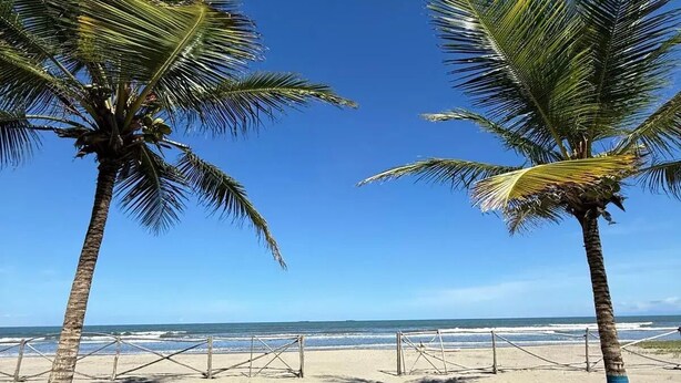 Una playa con dos palmeras y un cielo azul despejado.