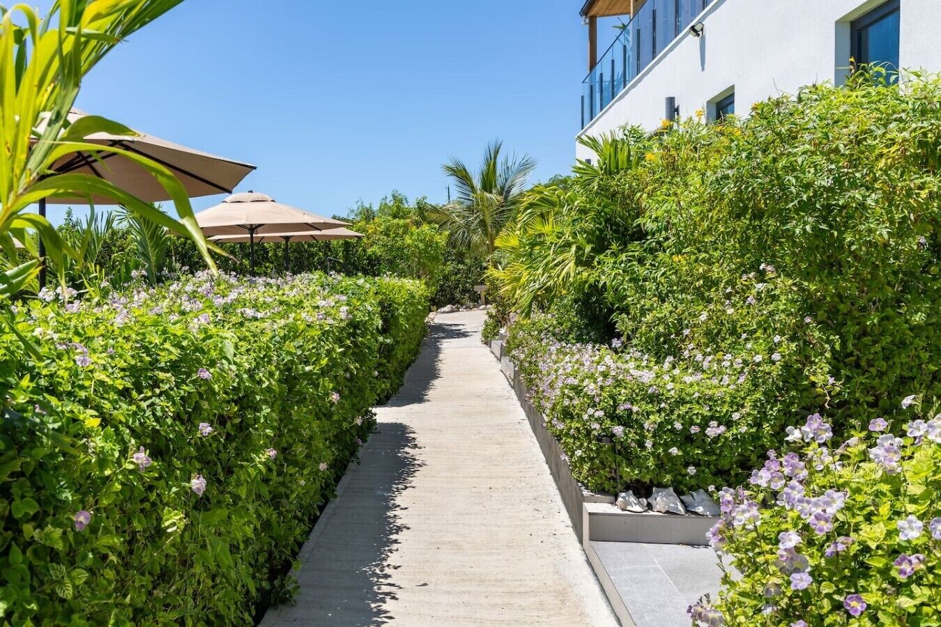 Un sendero bordeado por abundante vegetación y plantas en flor, que conduce a un edificio moderno con grandes ventanales.