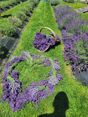 A garden with rows of lavender plants and a basket of lavender. - Boutique Home Stay Near The Wilds & Downtown McConnelsville (McConnelsville)