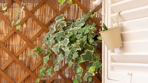 A wooden planter box with various plants, a bamboo lattice wall, and a white door with horizontal slats.
