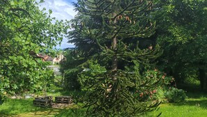 Een naaldboom in een park met een heldere lucht.