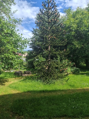 Un árbol de coníferas en un parque con cielo despejado.