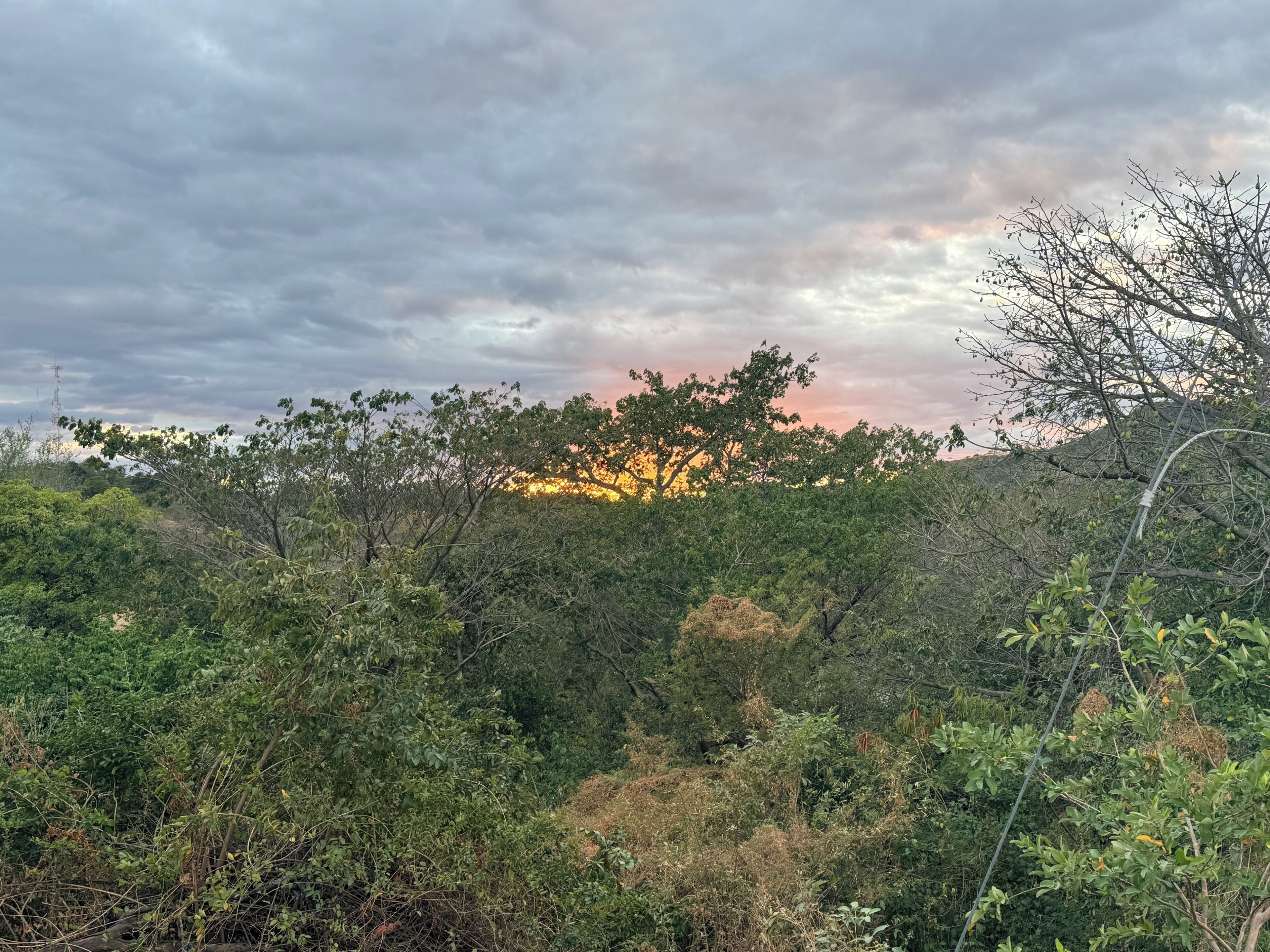 A natural landscape with dense vegetation and a tree silhouetted against a sunset.