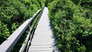 Une promenade en bois bordée d’une végétation luxuriante.