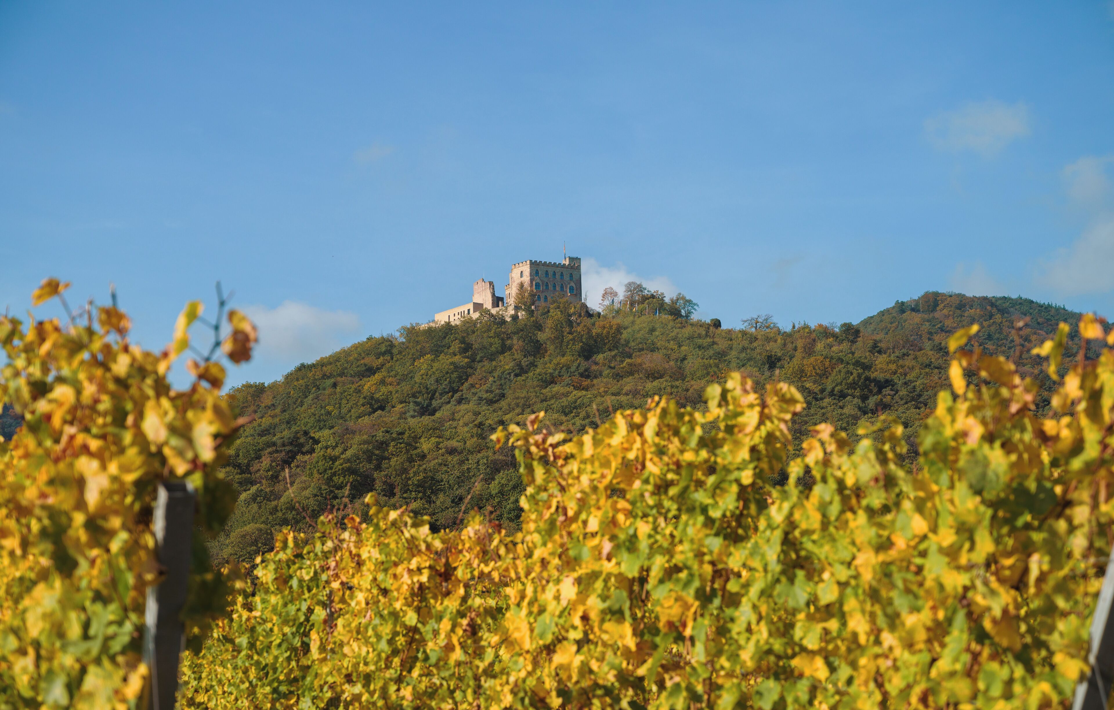 Un château perché sur une colline, avec un vignoble au premier plan.