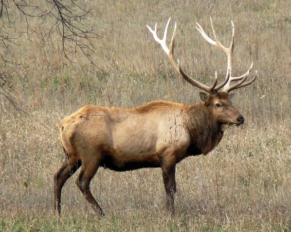 A large elk in a grassy field.