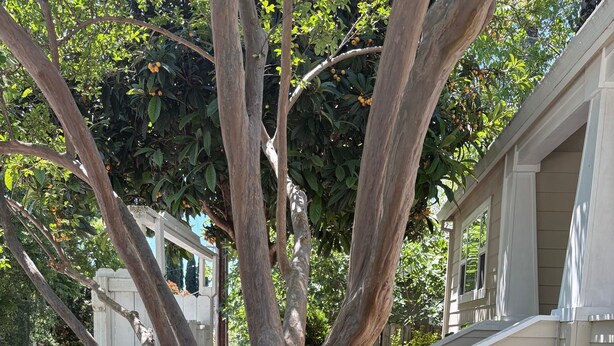 Un chemin menant à une maison, avec un arbre au premier plan, le tout entouré de verdure.