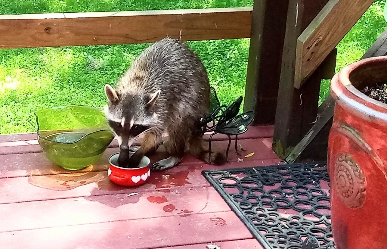 Een wasbeer zit op een houten terras en eet uit een rode kom met een wit hartmotief.